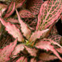 Kleinbladig rose