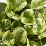 Peperomia Green Gold
